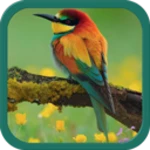 birds ringtones android application logo